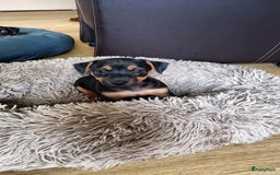 Jack Russel Terriër honden te koop: Jack russel pups kunnen naar nieuw huisje  - Afbeelding 2