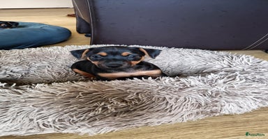 Jack Russel Terriër honden - Advertentie 5