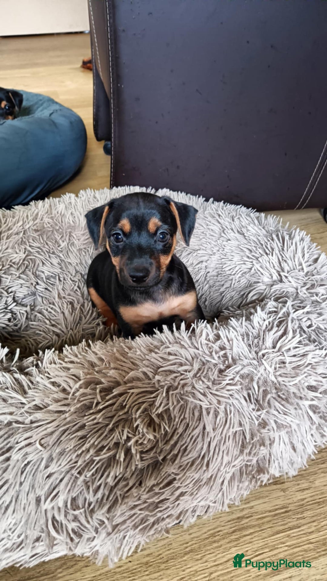 Jack Russel Terriër honden te koop: Jack russel pups kunnen naar nieuw huisje  - Afbeelding 2