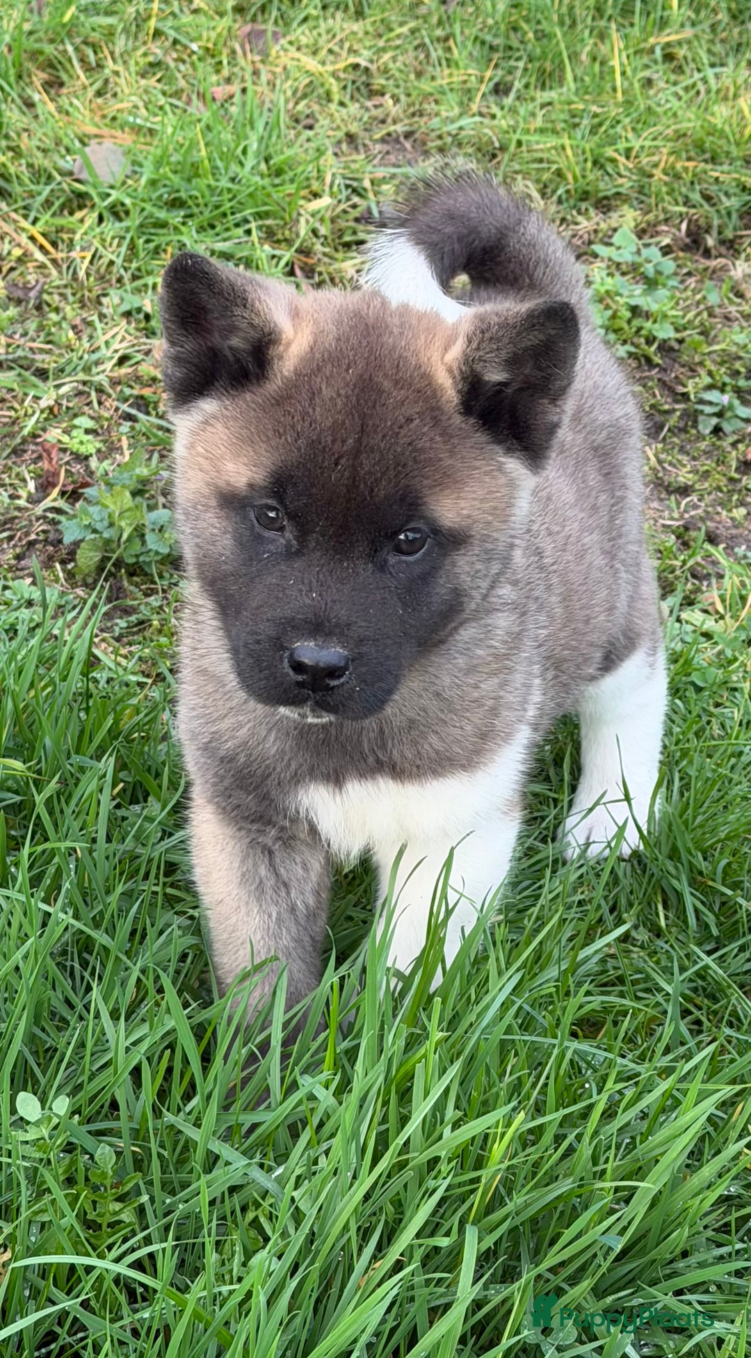 American Akita honden te koop: Prachtige American akita pups van unieke bloedlijn - Advertentie 25