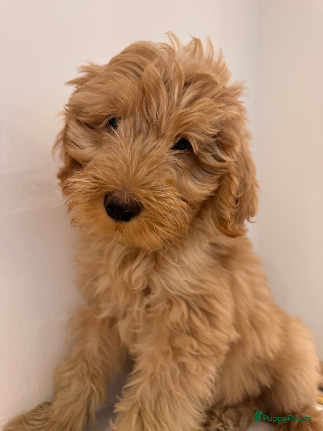 Kruising honden te koop: PRACHTIGE GOLDENDOODLE MINI REUTJE - Advertentie 3