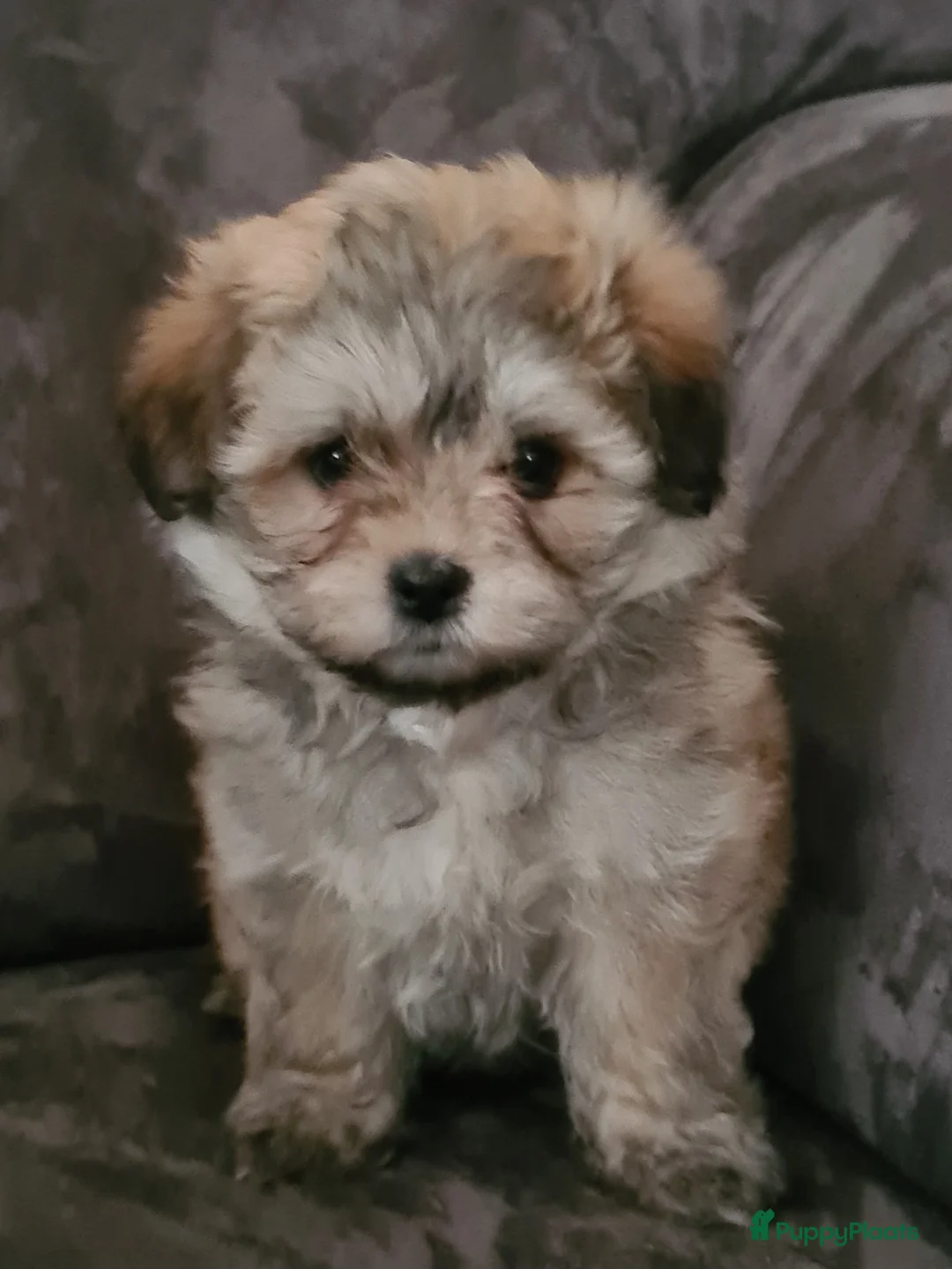 Maltipom honden te koop: Prachtig Lieve,shipom in ons gezin opgegroeid - Advertentie 4