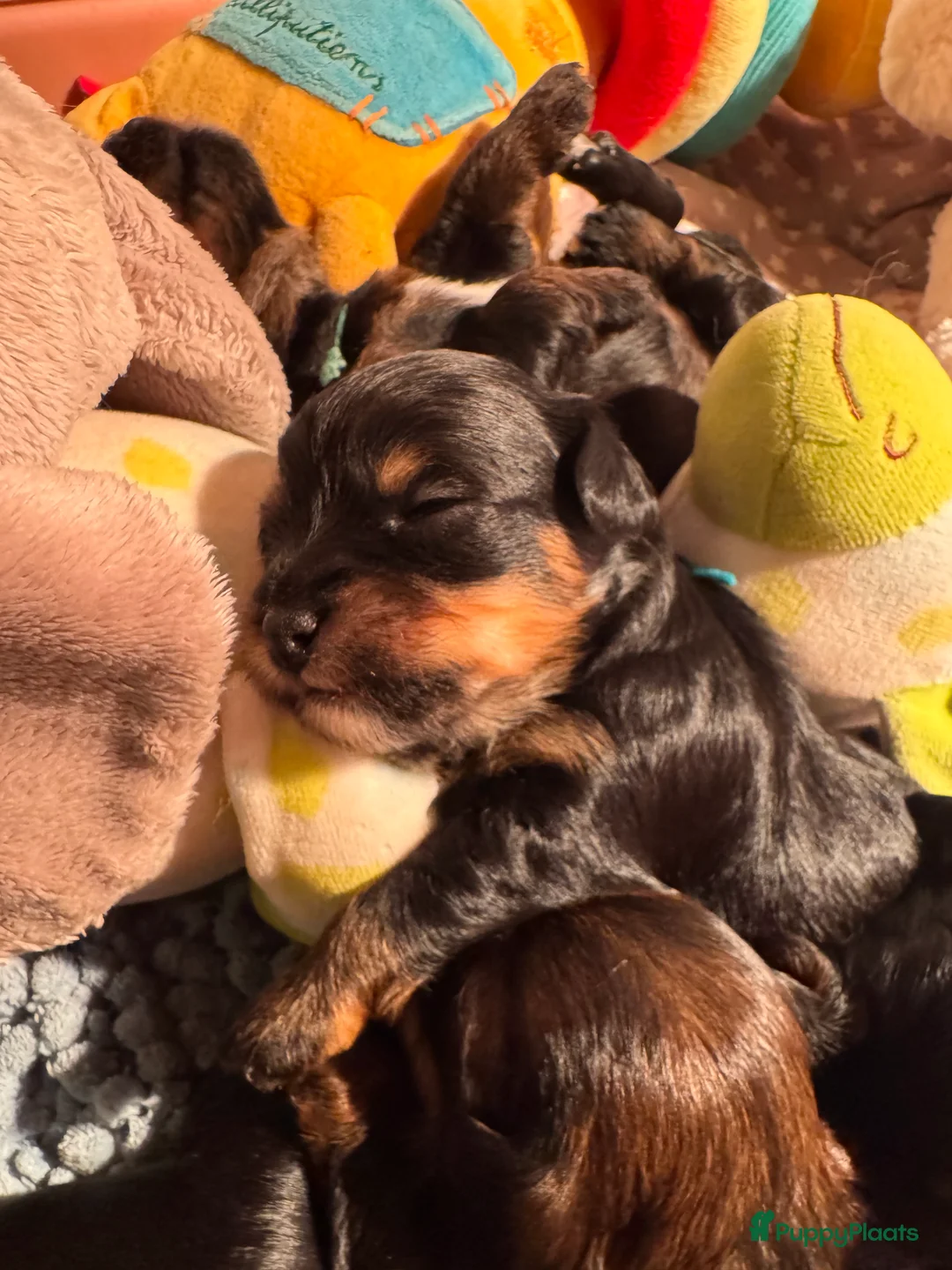 Yorkshire Terriër honden te koop: Yorkshire puppy's kruising te koop - Advertentie 10