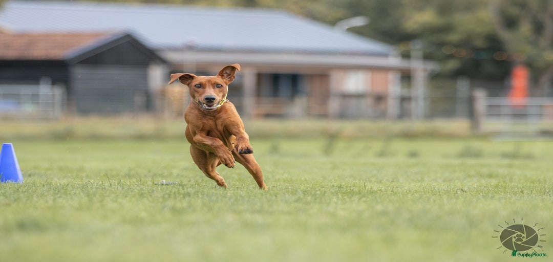 Galerij afbeelding {{count}}