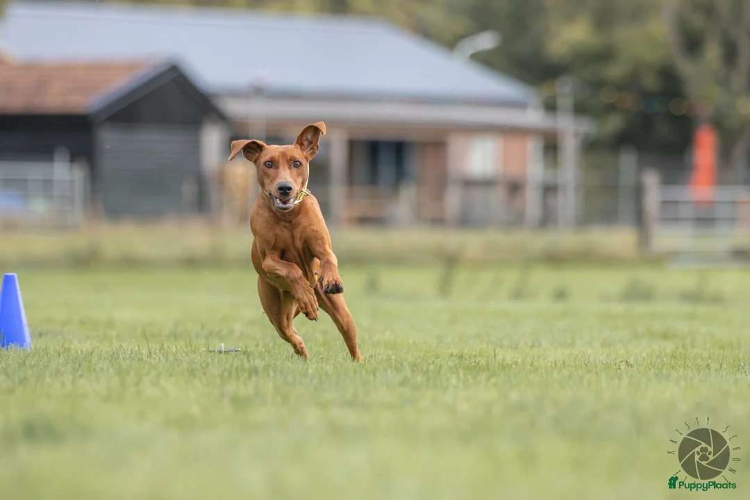 Galerij afbeelding {{count}}