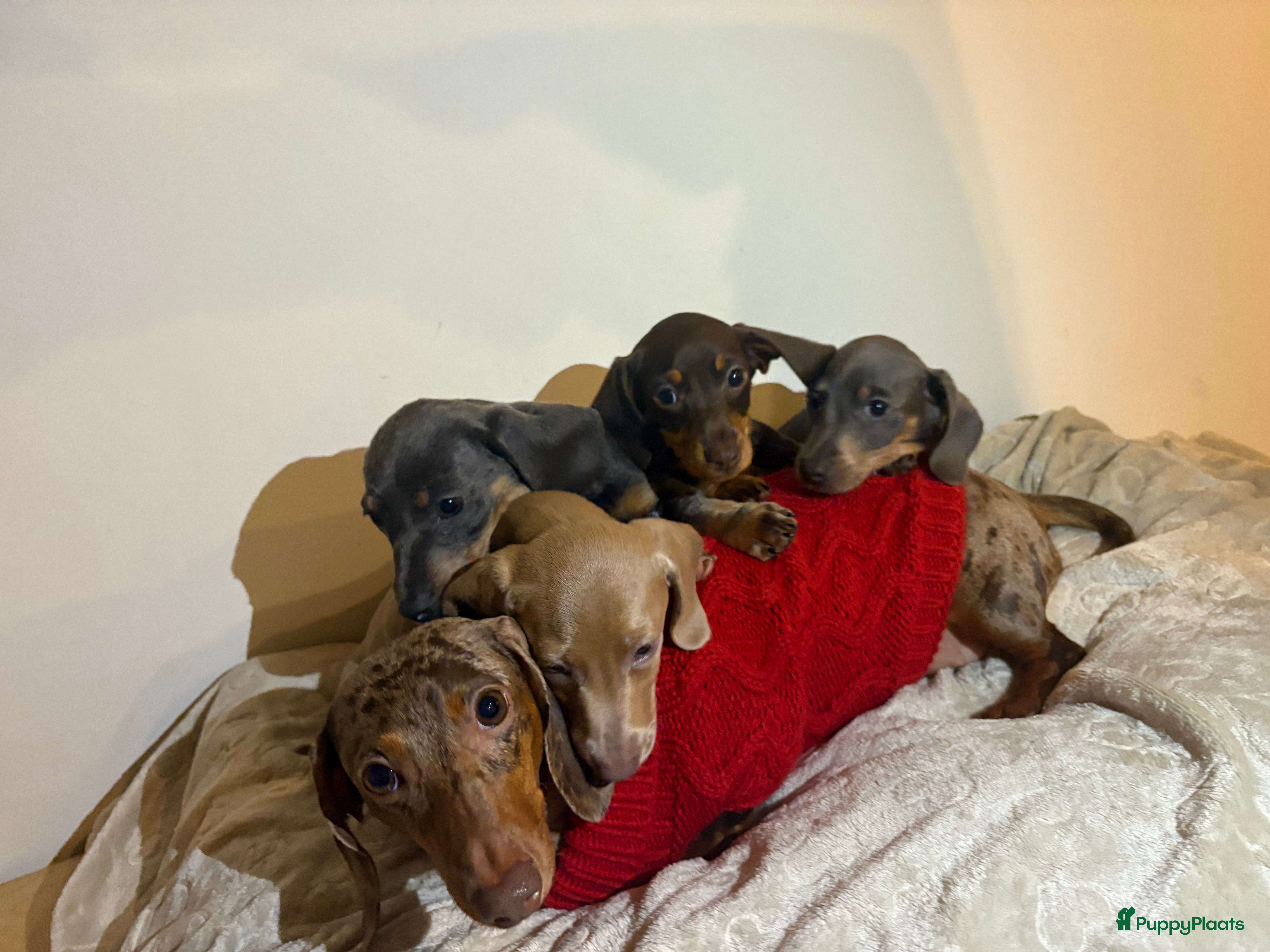 Teckel (korthaar)  honden Dwerg Teckels puppy’s zoeken een warm nest. - Advertentie 2