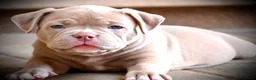 Amerikaanse Bully honden te koop: American bully pocket teefje - Advertentie 6