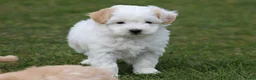 Maltipoo honden te koop: Knappe maltipoo pups. - Advertentie 11