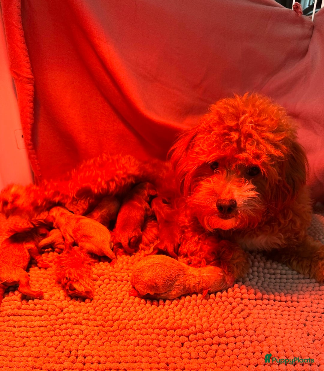 Maltipoo honden te koop: MALTIPOO pups te reserveren bijna 5 weken oud - Advertentie 1