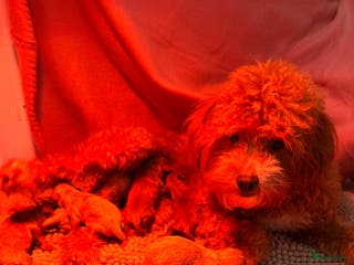 Maltipoo honden MALTIPOO pups te reserveren bijna 5 weken oud - Advertentie 4