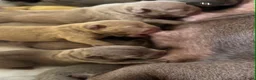 Franse Bulldog honden te koop: Prachtig nestje Franse bulldog pups  - Advertentie 7