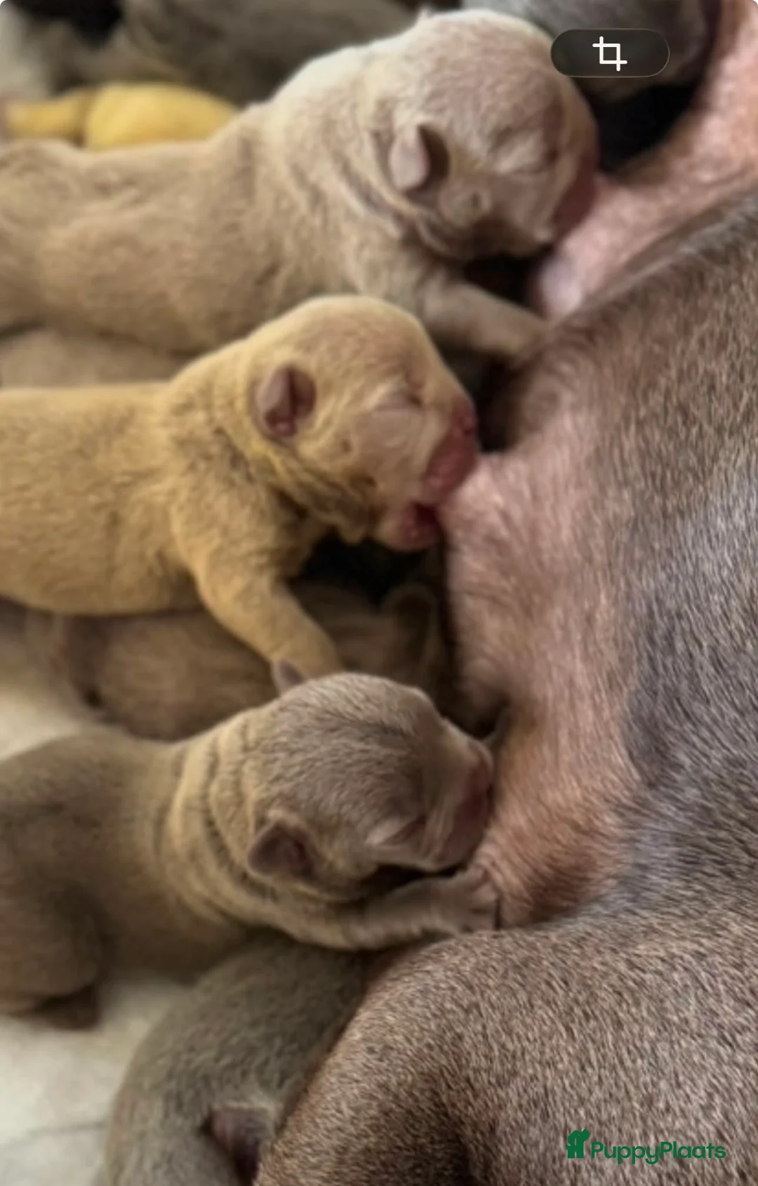 Franse Bulldog honden te koop: Prachtig nestje Franse bulldog pups  - Advertentie 7