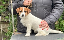 Jack Russel Terriër honden te koop: Mooi reutje van 7 maand  - Afbeelding 1