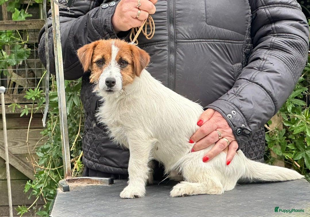 Jack Russel Terriër honden te koop: Mooi reutje van 7 maand  - Afbeelding 1