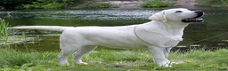 Labrador Retriever honden te koop: Authentieke Gele Labrador Pups Met Stamboom - Advertentie 12
