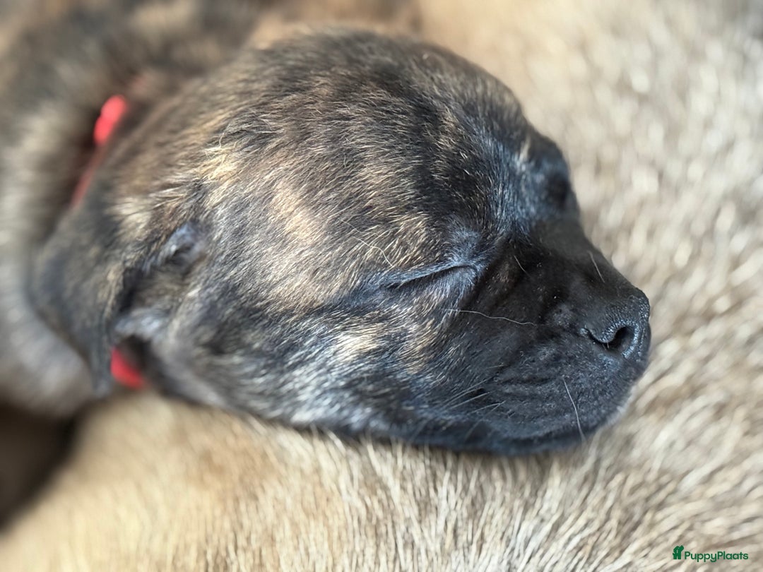 Kruising honden te koop: Kruising AHT American Hairless Terriër X Bulletje  in Hazerswoude-Rijndijk - Afbeelding 27