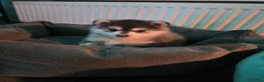 Pomsky 1