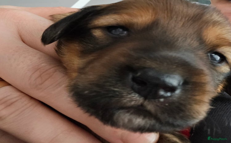 Kruising honden - Advertentie 3