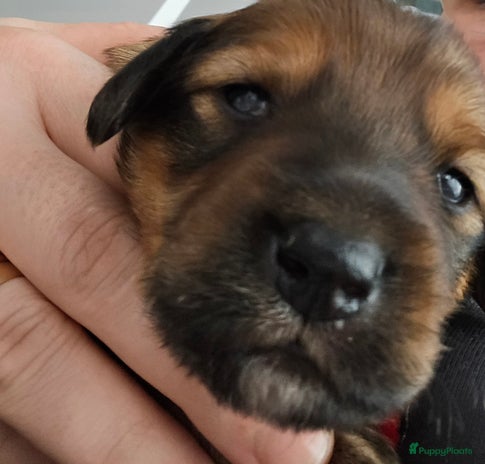 Kruising honden - Advertentie 3