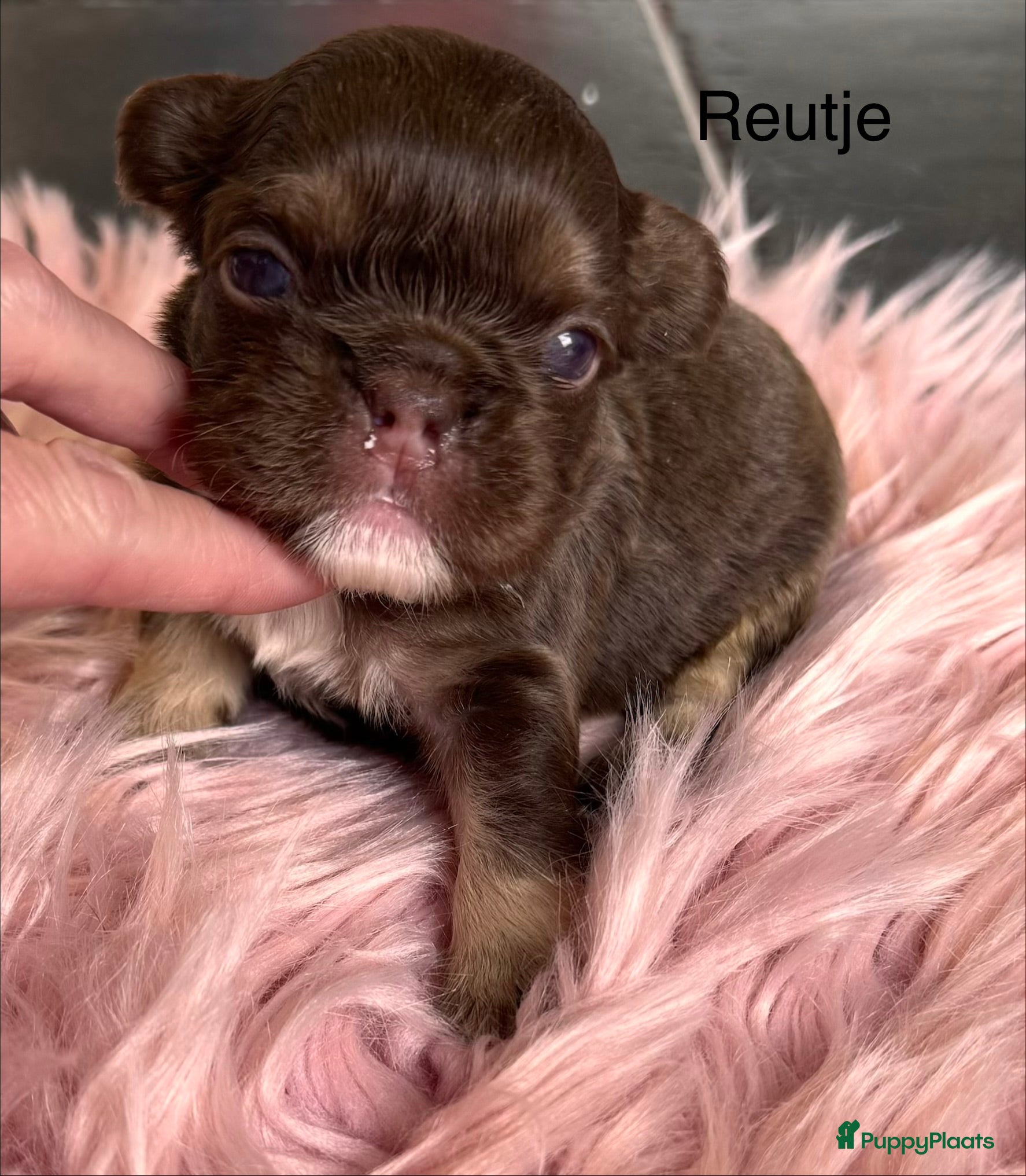 Franse Bulldog honden Prachtig nestje Franse bulldog pups  - Advertentie 2
