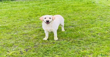 Labrador Retriever honden 9 Supermooie blonde labradorpups geboren. - Advertentie 4