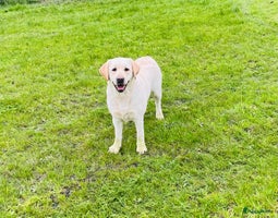 Labrador Retriever honden 9 Supermooie blonde labradorpups geboren. - Advertentie 4