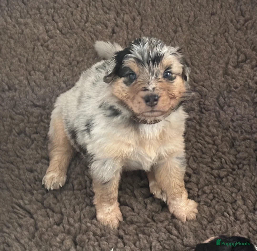 Australian Shepherd honden te koop: 1 blue merle teefje australian shepherd - Advertentie 2