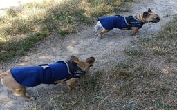 Franse Bulldog honden te koop: Franse bulldog raszuiver FCI (uitgebreid getest)  - Advertentie 17