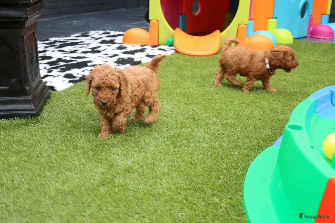 Australian Labradoodle honden te koop:  6 lieve Mini/medium Australian labradoodle pups - Advertentie 26