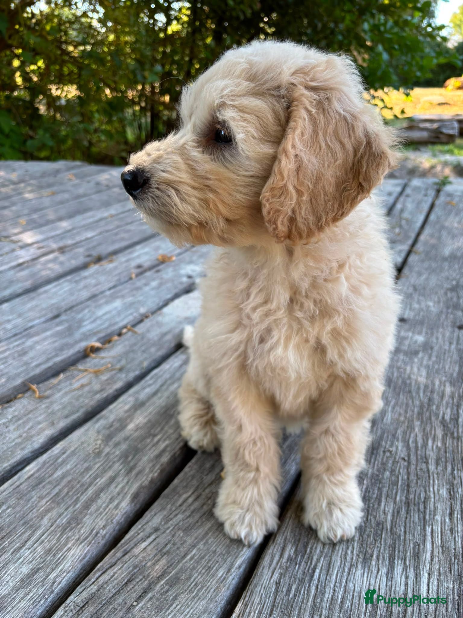 Labradoodle honden Australian Goldendoodle X Labradoodle double   - Advertentie 1