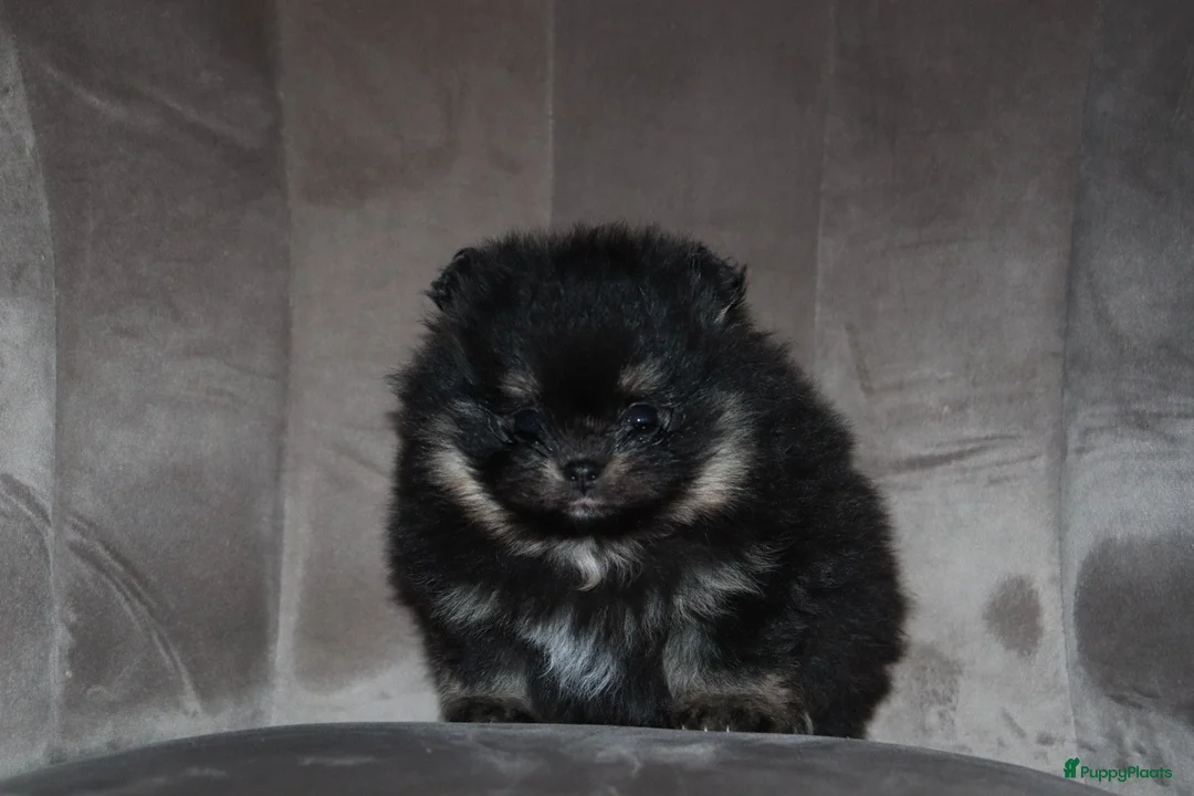 Pomeriaan honden te koop: Mooie pomeranian/dwergkees puos uit geteste lijnen - Advertentie 2