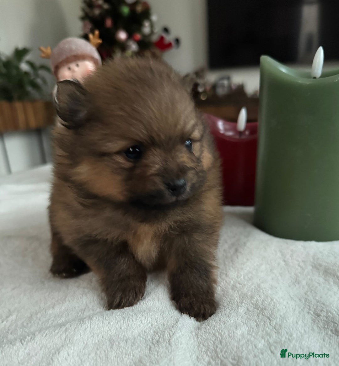 Pomeriaan honden te koop: Prachtige Pomeriaan pups  - Advertentie 1