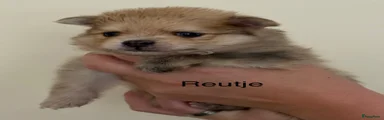 Pomeriaan 3
