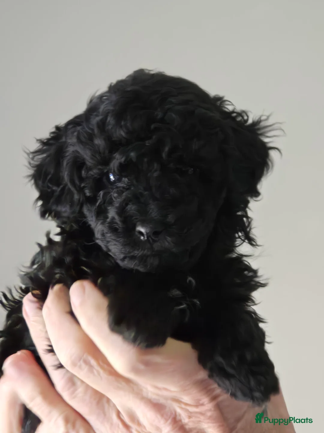 Poedel Toy honden te koop: Lieve toy poedeltjes - Advertentie 9