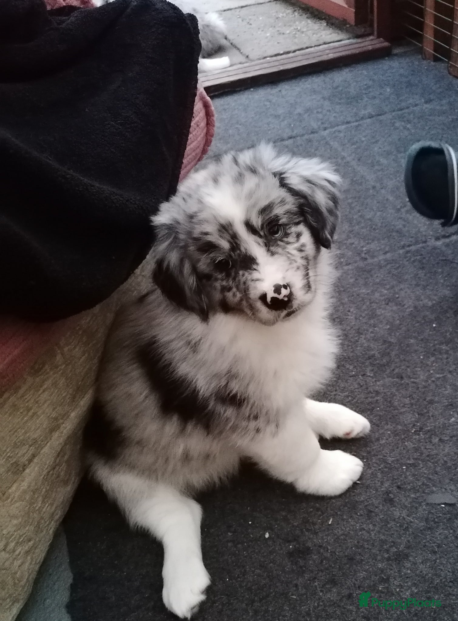 Kruising honden Mooie knapper te koop - Advertentie 4