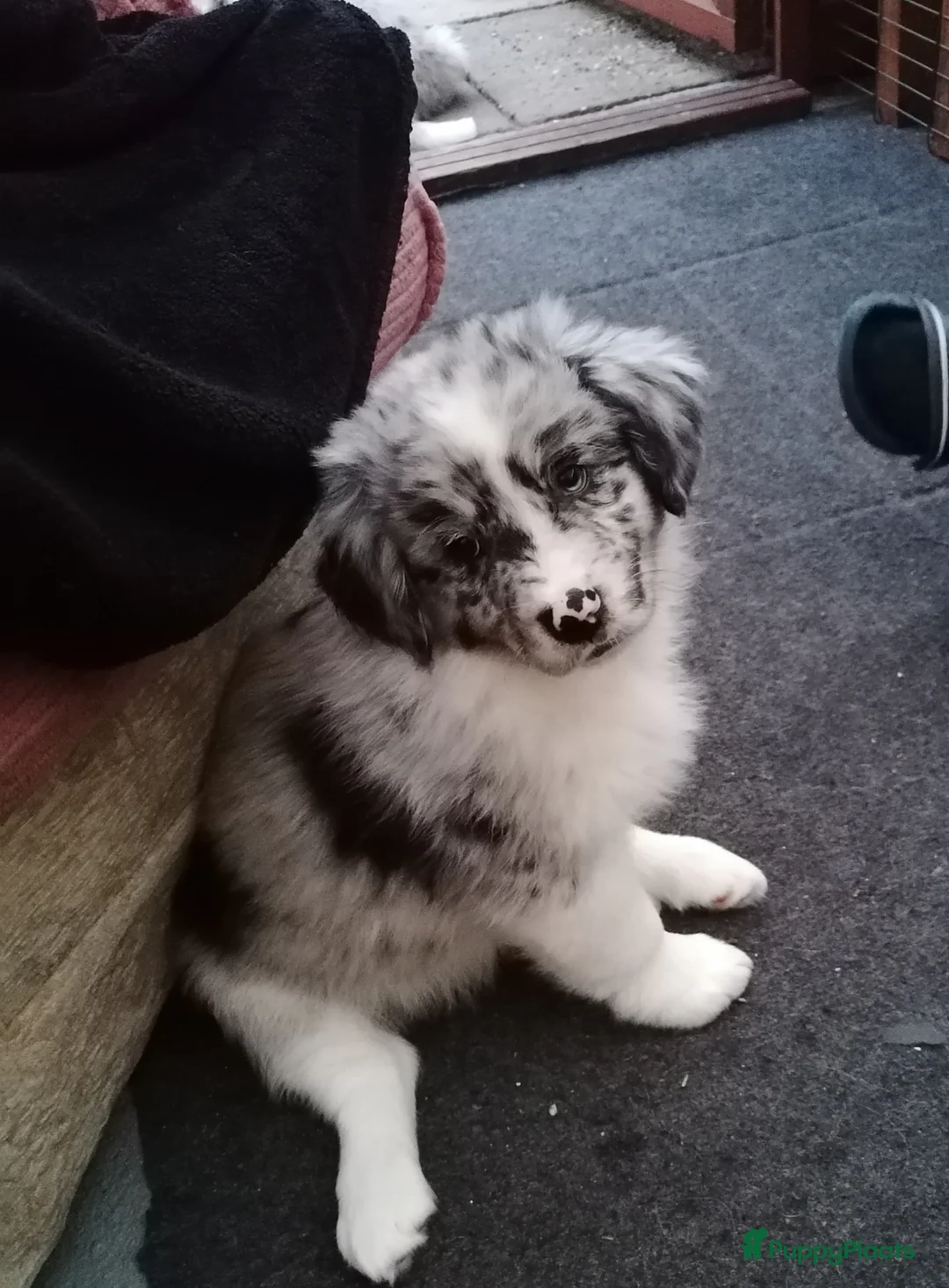 Kruising honden te koop: Mooie knapper te koop - Advertentie 1