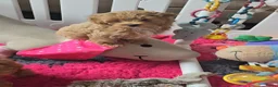 Maltipoo honden te koop: Mooie Lieve Maltipoo Maltezer / toypoedel pups - Advertentie 12