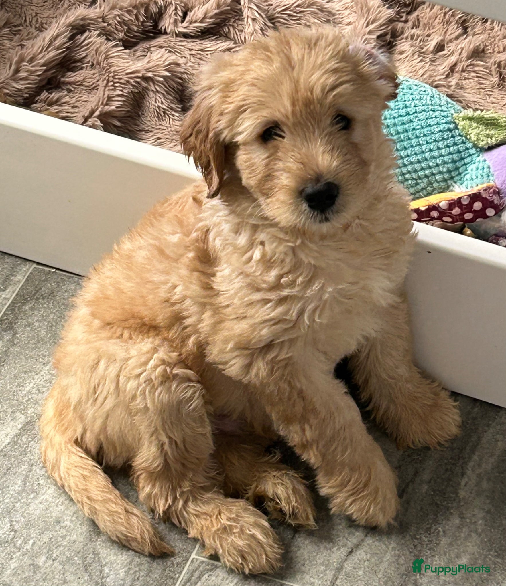 Australian Labradoodle honden Een Australian Labradoodle pup beschikbaar - Advertentie 2