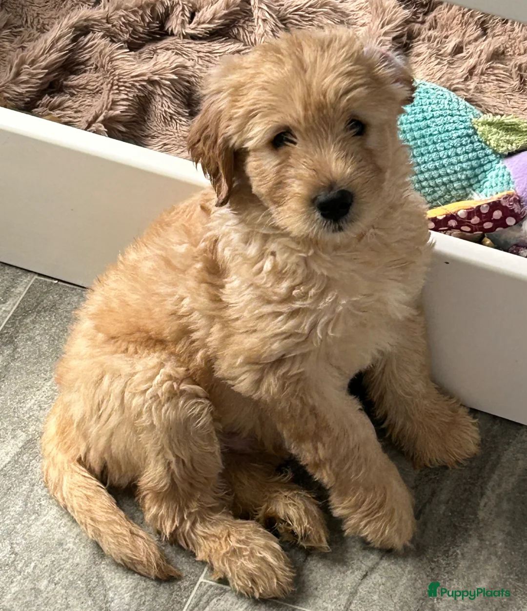 Australian Labradoodle honden te koop: Een Australian Labradoodle pup beschikbaar - Advertentie 2
