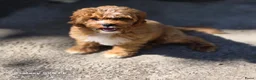 Cavapoo honden te koop: Cavapoo Pups - Advertentie 9
