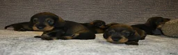 Ruwhaar Teckel honden te koop: Ruwhaar Dwerg/Kaninchen teckel pups met stamboom. - Advertentie 16