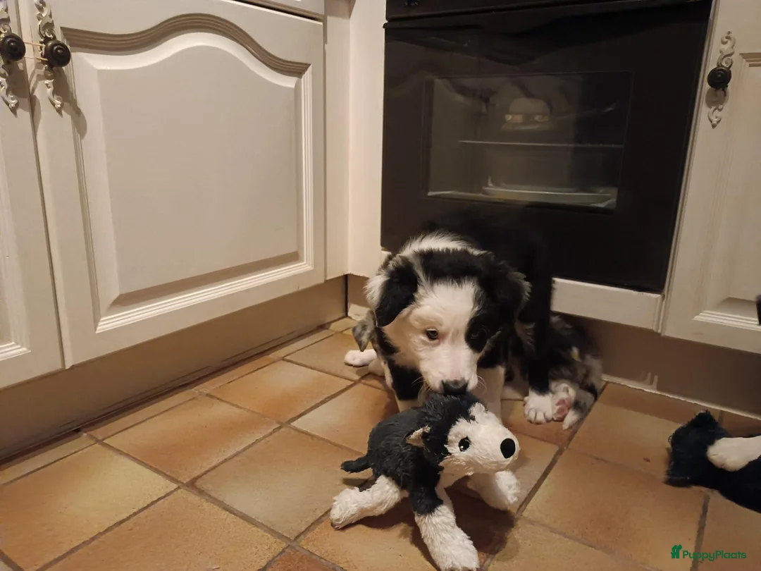 Border Collie honden te koop: Nog 1 reutje beschikbaar uit nest van 5 - Advertentie 7