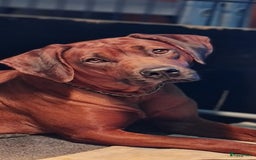 Rhodesian Ridgeback honden te koop: Rhodesian Ridgeback pups in Kootwijkerbroek - Afbeelding 9