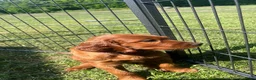 Ierse Setter honden te koop: Ierse setter  - Advertentie 3