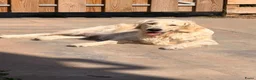 Kruising honden te koop: RESERVE LIJST/ 22 juli weg / incl. Video’s - Advertentie 4