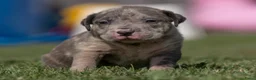 Amerikaanse Bully honden ter dekking: American Bully XL Dekreu  - Advertentie 13
