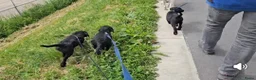 Labradoodle honden te koop: Laatste 2 labradoodles zoeken een eigen huisje - Advertentie 2