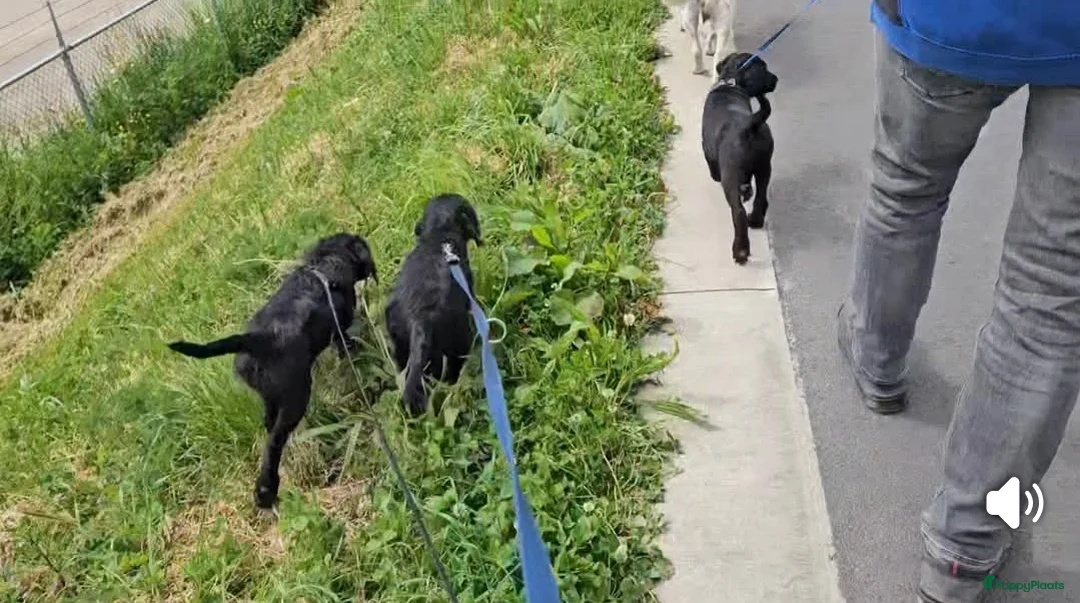 Labradoodle honden te koop: Laatste 2 labradoodles zoeken een eigen huisje - Advertentie 2