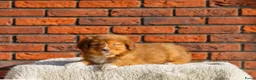 Kruising honden te koop: Super gesocialiseerde Toller x Austrlian shepherd  - Advertentie 5