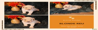 Blond reu met bles hoofd, borst en tenen